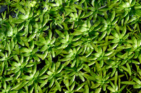 Gewoon sterrenkroos; Various-leaved Water-starwort; Callitriche