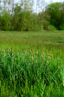 Moeraszegge; Lesser Pond-sedge; Carex acutiformis
