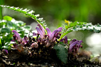 Paarse schubwortel; Purple Toothwort; Lathraea clandestina