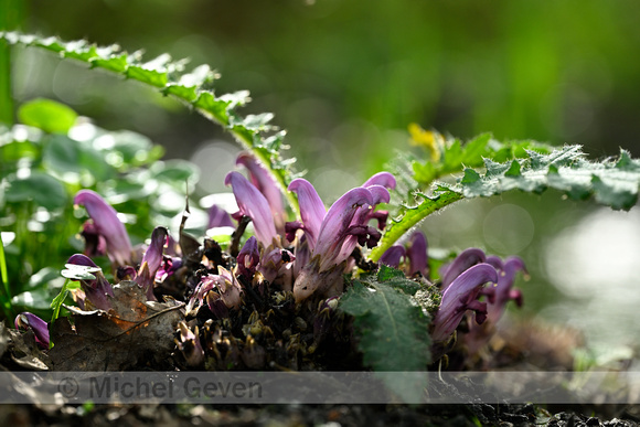 Paarse schubwortel; Purple Toothwort; Lathraea clandestina