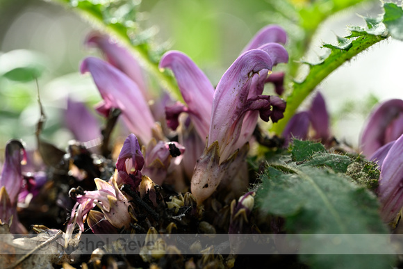 Paarse schubwortel; Purple Toothwort; Lathraea clandestina