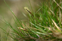 Pilzegge; Pill Sedge; Carex pilulifera