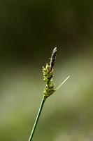 Pilzegge; Pill Sedge; Carex pilulifera