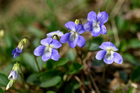 Hondsviooltje; Heath Dog-violet; Viola canina