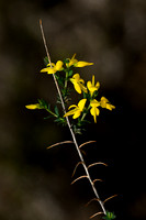 Stekelbrem; Petty Whin; Genista anglica