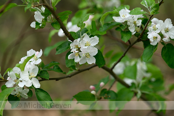 Appel; Crab Apple; Malus sylvestris