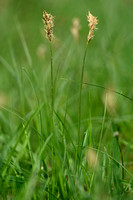 Rivierduinzegge; Carex colchica