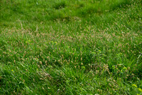 Rivierduinzegge; Carex colchica