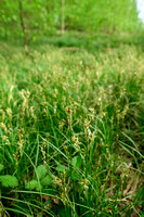 Valse zandzegge; Carex psuedobrizoides