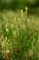 Valse zandzegge; Carex psuedobrizoides
