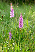 Dichte muggenorchis; Marsh Fragrant-orchid; Gymnadenia densiflor