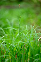 Gewimperde zegge; Carex pilosa