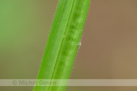 Gewimperde zegge; Carex pilosa