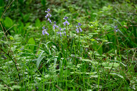 Basterdhyacint; Bluebells; Hyacinthoides x massartiana