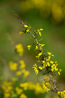 Stekelbrem; Petty Whin; Genista anglica