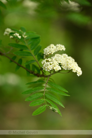 Wilde lijsterbes; Rowan; Sorbus aucuparia