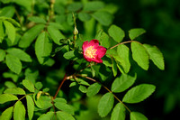 Apothekersroos; Apothecary rose; Rosa gallica