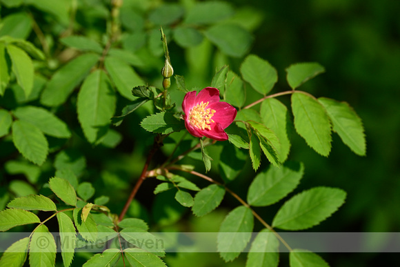 Apothekersroos; Apothecary rose; Rosa gallica