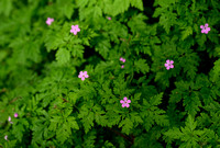 Robertskruid; Herb-Robert; Geranium robertianum