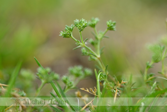 Kleine hardbloem; Scarce Annual Knawel; Scleranthus annuus subsp