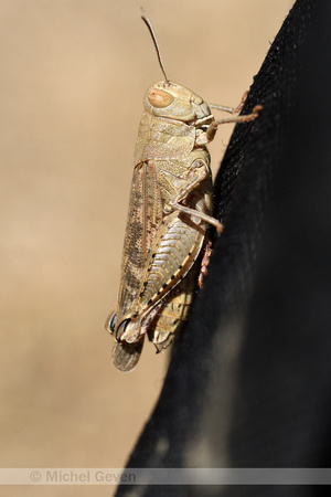 Rosevleugel; Italian locust; Calliptanus italicus