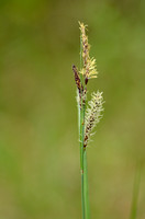Zeegroene Zegge; Glaucous Sedge; Carex flacca