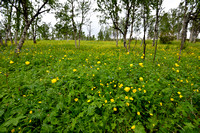 Europese Trollius; Globeflower; Trollius europaeus