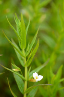 Genadekruid; Hedge Hyssop; Gratiola officinalis