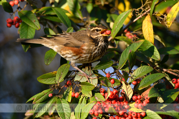 Koperwiek; Redwing; Turdus iliacus