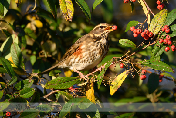 Koperwiek; Redwing; Turdus iliacus