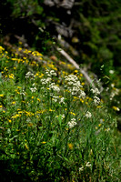 Sneeuwwitte veldbies; Snow white Wood rush; Luzula nivea