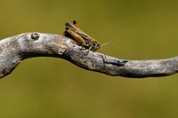Wekkertje; Common green grasshopper; Omocestus viridulus