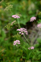 Grote bevernel; Greater burnet-saxifrage; Pimpinella major