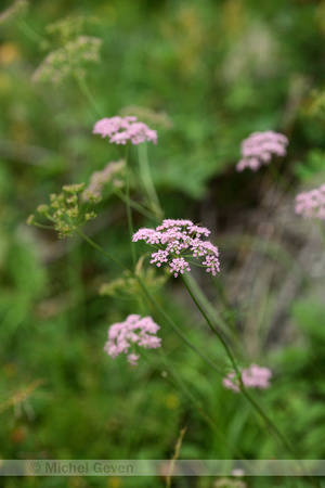 Grote bevernel; Greater burnet-saxifrage; Pimpinella major