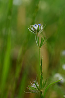 Akkerbedstro - Blue woodruff - Asperula arvensis