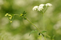 Dolle Kervel - Rough Chervil - Chaerophyllum temulum