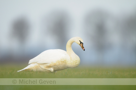 Knobbelzwaan; Mute Swan; Cygnus olor;