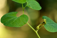 Aristolochia pallida