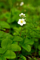 Grote bosaardbei; Musk Strawberry; Fragaria moschata