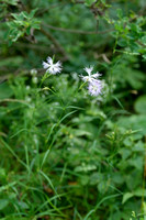 Prachtanjer; Superb Pink; Dianthus superbus