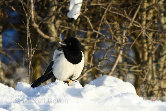 Ekster; Magpie; Pica pica