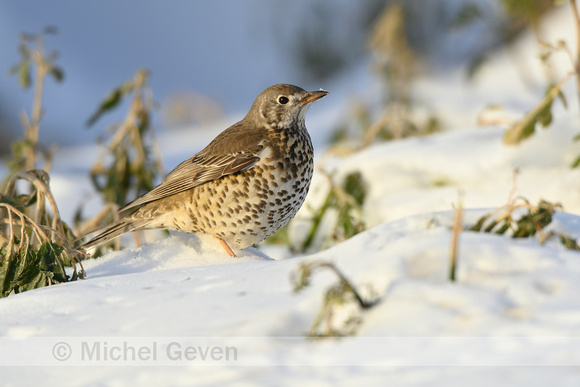 Grote Lijster; Mistle Thrush; Tursdus viscivorus