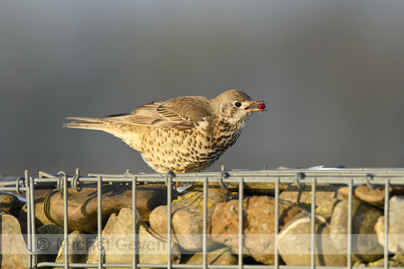 Grote Lijster; Mistle Thrush; Tursdus viscivorus