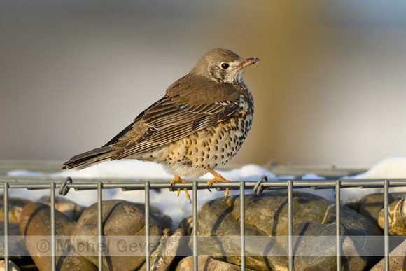 Grote Lijster; Mistle Thrush; Tursdus viscivorus