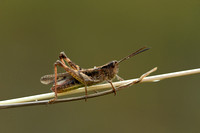 Ratelaar; Bow-winged grasshopper; Chorthippus biguttulus