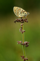 Tweekleurige Parelmoervlinder; Spotted Frittilary; Melitaea didy