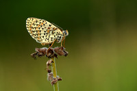 Tweekleurige Parelmoervlinder; Spotted Frittilary; Melitaea didy