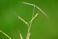 Common Thatching grass; Hyparrhenia hirta