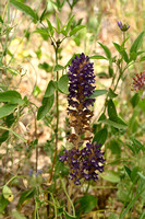 Orobanche lavandulacea