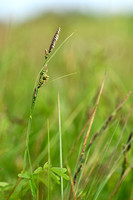 Scherpe Zegge; Slener Tufted-sedge; Carex acuta